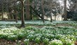 kingston-bagpuize-snowdrops.jpg