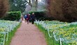 kingston-lacy-snowdrops.jpg