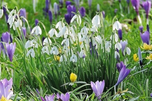 Lacock Abbey Snowdrops