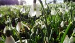 lamport-hall-snowdrops.jpg