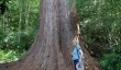 leith-hill-place-giant-tree.jpg