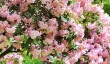 leith-hill-rhododendrons.jpg
