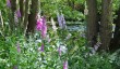 little-malvern-court-lakes.jpg