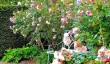 little-malvern-court-rose-garden.jpg