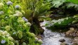 llanover-water-garden.jpg