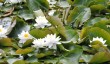 loseleley-park-gardens-near-guildford.jpg