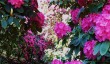 lydney-park-rhododendrons.jpg