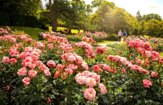 Lyme Park Gardens Lyme Park Gardens