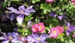 mannington-roses.jpg