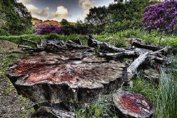 Margam Park Garden