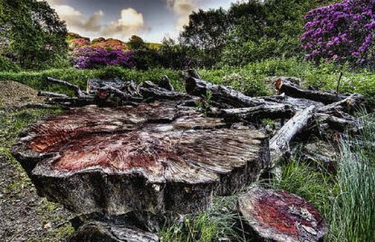 Margam Park Garden