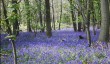 marks-hall-bluebells.jpg