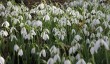 marks-hall-snowdrops.jpg