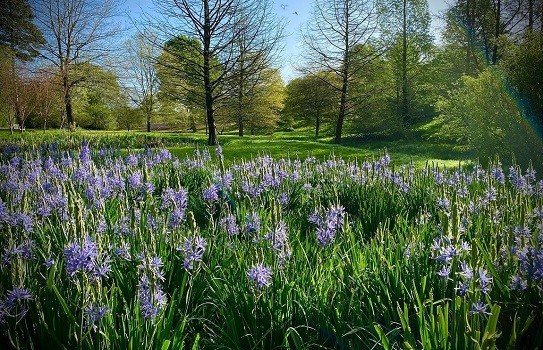 Marks Hall Garden and Arboretum