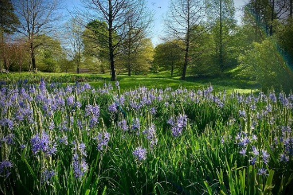 Marks Hall Garden and Arboretum