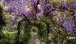 marwood-hill-wisteria-image.jpg