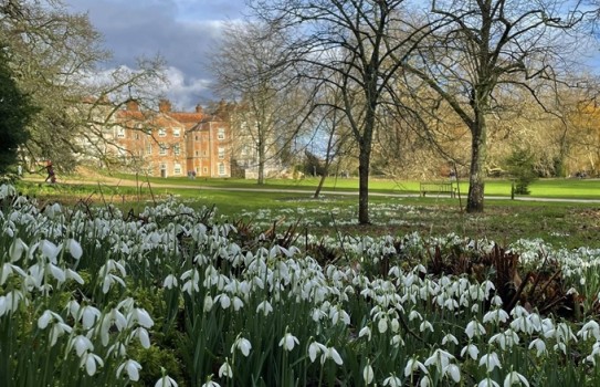 Mottisfont Abbey Snowdrops