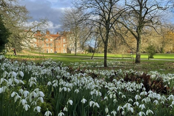 Mottisfont Abbey Snowdrops