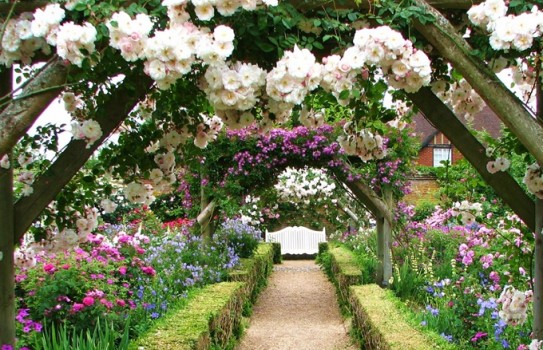 Mottisfont Abbey Rose Gardens Mottisfont Abbey Rose Gardens