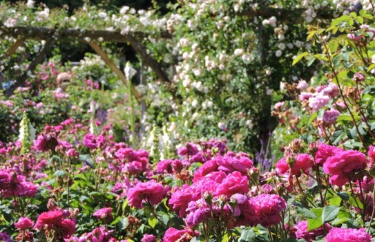 Mottisfont Abbey Rose Gardens Mottisfont Abbey Rose Gardens