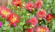 mottistone-flowers.jpg