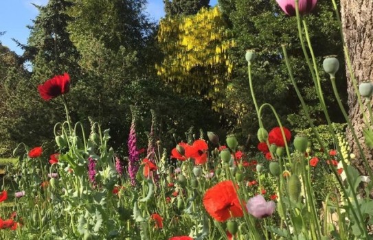 Myddleton House Garden