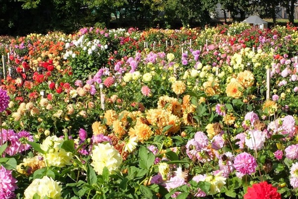 National Dahlia Collection