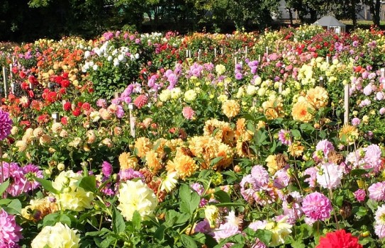 National Dahlia Collection