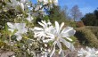 ness-botanic-gardens.jpg
