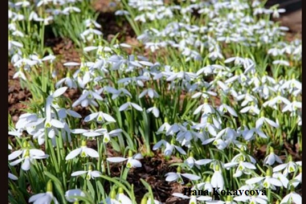 Ness Botanic Gardens