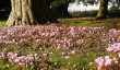 newark-park-autumn-cyclamen-october.jpg
