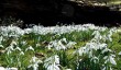 newark-park-snowdrops.jpg