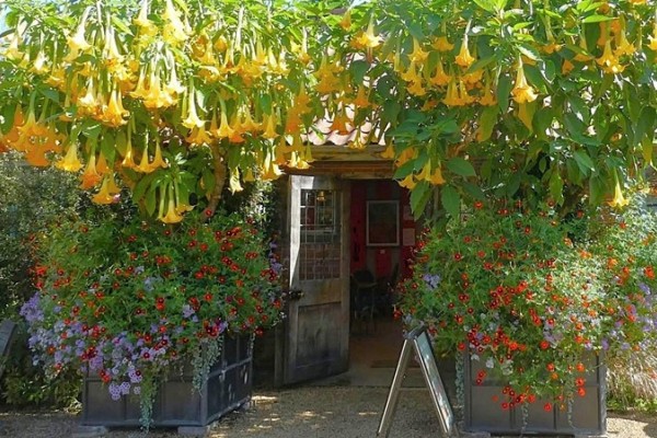 East Ruston Old Vicarage Garden