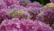 old-vicarage-gardens-east-ruston.jpg