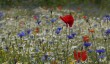 old-vicarage-gardens-est-ruston.jpg