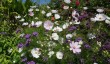 old-vicarage-gardens-in-norfolk.jpg