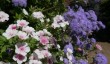 old-vicarage-gardens-norfolk.jpg