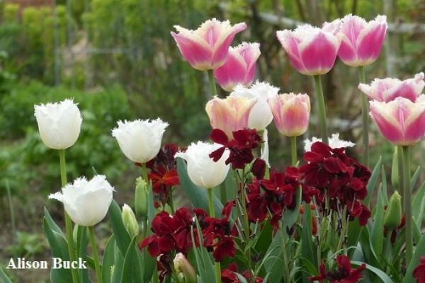 East Ruston Old Vicarage Garden