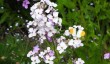 orange-tip-butterfly-on-honesty.jpg