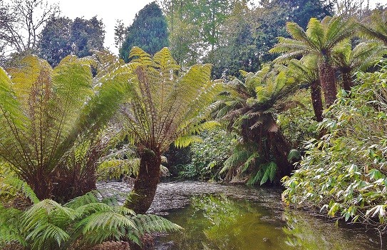 Penjerrick Gardens Penjerrick Gardens