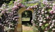 penshurst-place-roses.jpg