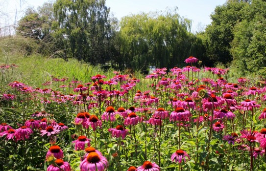 Pensthorpe Gardens