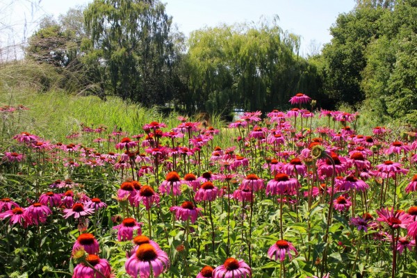 Pensthorpe Gardens