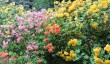 picton-castle-rhododendrons.jpg