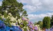 plas-newydd-gardens-hydrangeas.jpg