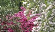 plas-newydd-spring.jpg