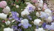 quarry-bank-garden-national-trust.jpg