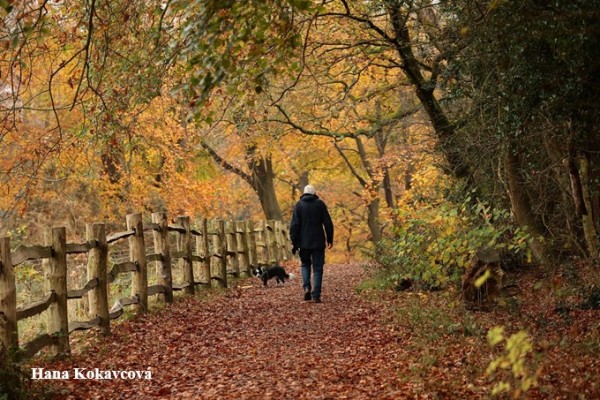 Quarry Bank Garden Autumn
