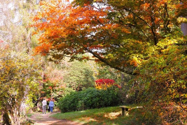 Ramster Gardens Autumn Colours