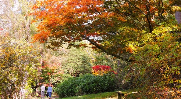Ramster Gardens Autumn Colours